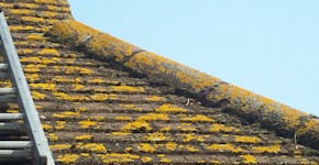 Before roof cleaning